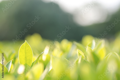 Blurred for background.Closeup green leaf in garden under sunlight at summer.Natural green leaf landscape using as a background.