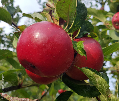 Moorroter, Apfel, Malus, domestica, Alte Apfelsorten photo