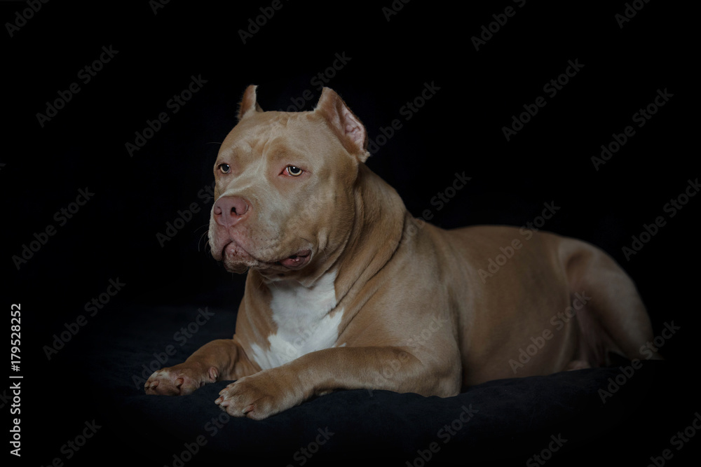 Portrait of an American bully puppy
