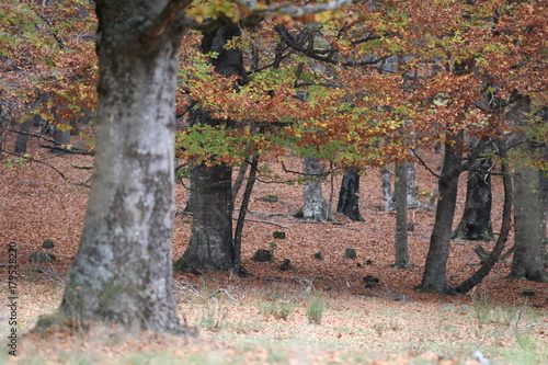 balade en forêt