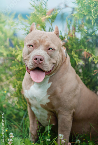 The portrait of the American bully