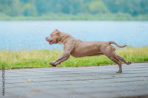 Obraz na plátně American pit bull Terrier ran down the path along the river