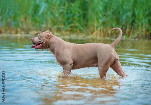 Dog plays in the river