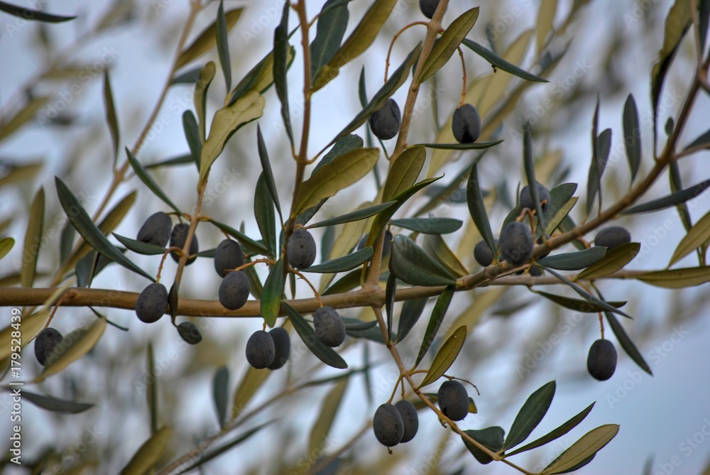 olive tree with black olives in autumn in italy olive tree with black olives in autumn in italy