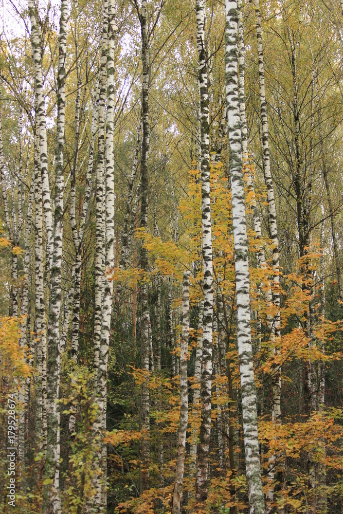 Fototapeta premium Birch in this autumn