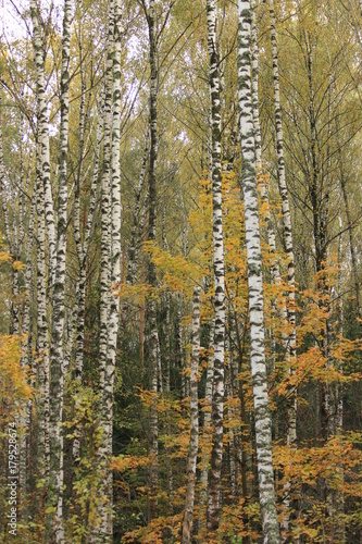 Birch in this autumn