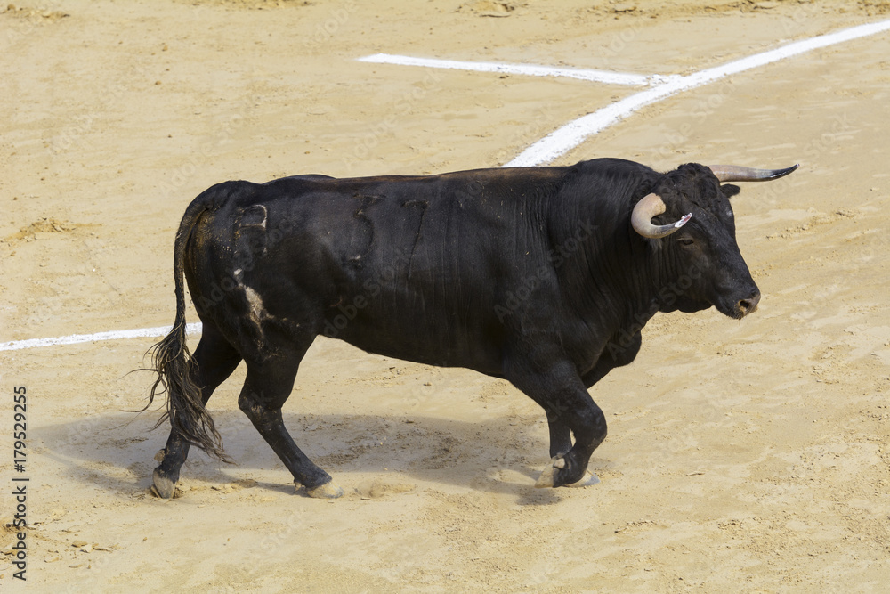 Toro bravo español Toro bravo español