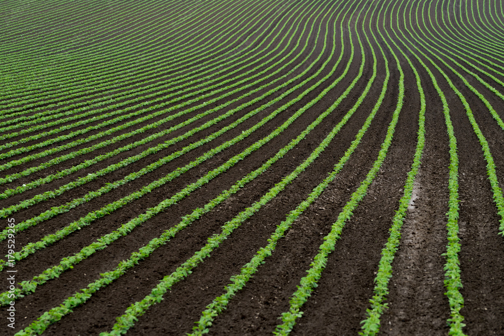 Soy beans farm row in Hokkaido Soy beans farm row in Hokkaido