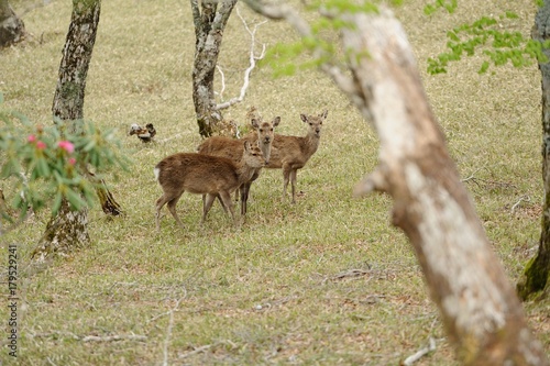 こちらを見る鹿