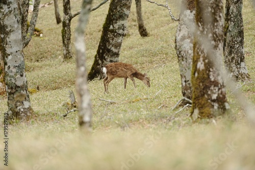 草を食べる鹿