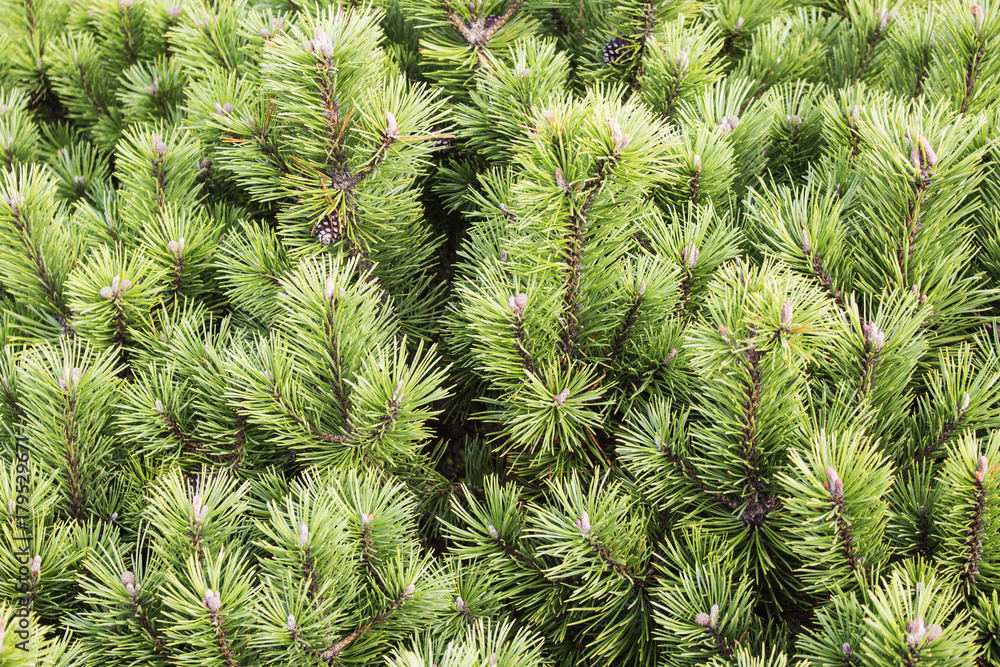 Spruce branches on a green background.The blue spruce, green spruce, white spruce. Spruce branches on a green background.The blue spruce, green spruce, white spruce.
