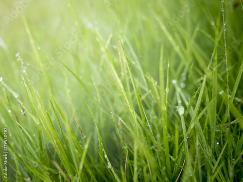 rops of water on top of the grass in the morning with fog