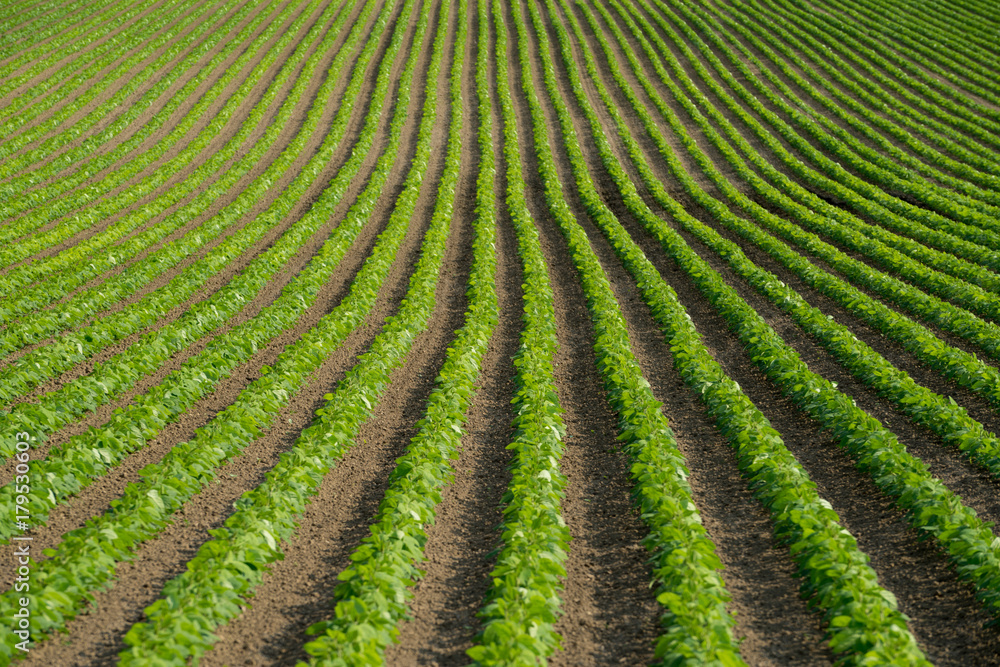 Soy beans rows farm field in Hokkaido Japan Soy beans rows farm field in Hokkaido Japan