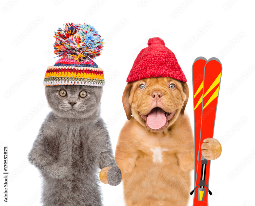 Kitten and Puppy in warm hat holding skiing. isolated on white background Kitten and Puppy in warm hat holding skiing. isolated on white background