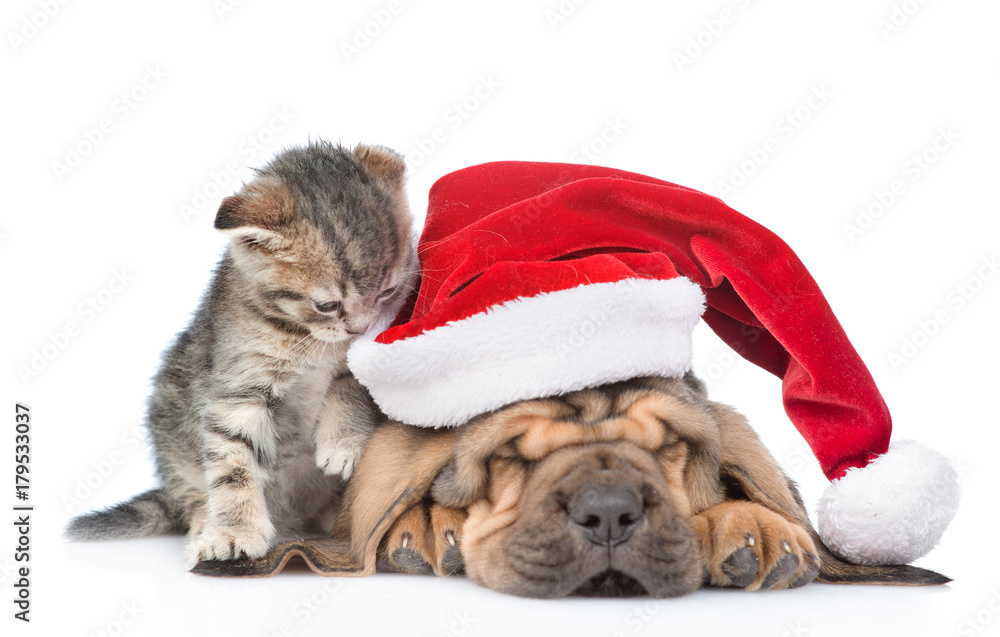 Sleeping bloodhound puppy in red christmas hat and kitten. isolated on white background. Focus on cat