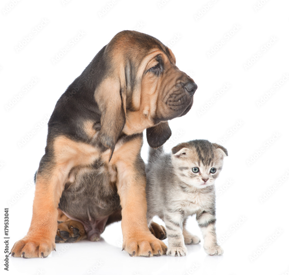 Bloodhound puppy with tabby kitten looking away. isolated on white background