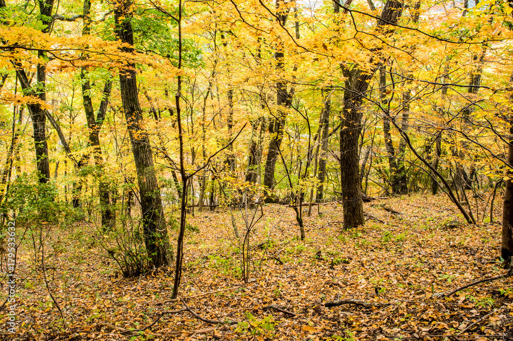 Obraz premium 黄葉の林