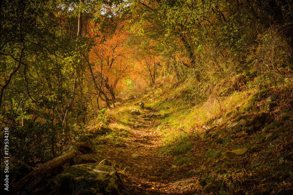 trail in the woods in autumn