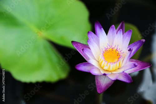 White and purple Lotus flower in pond