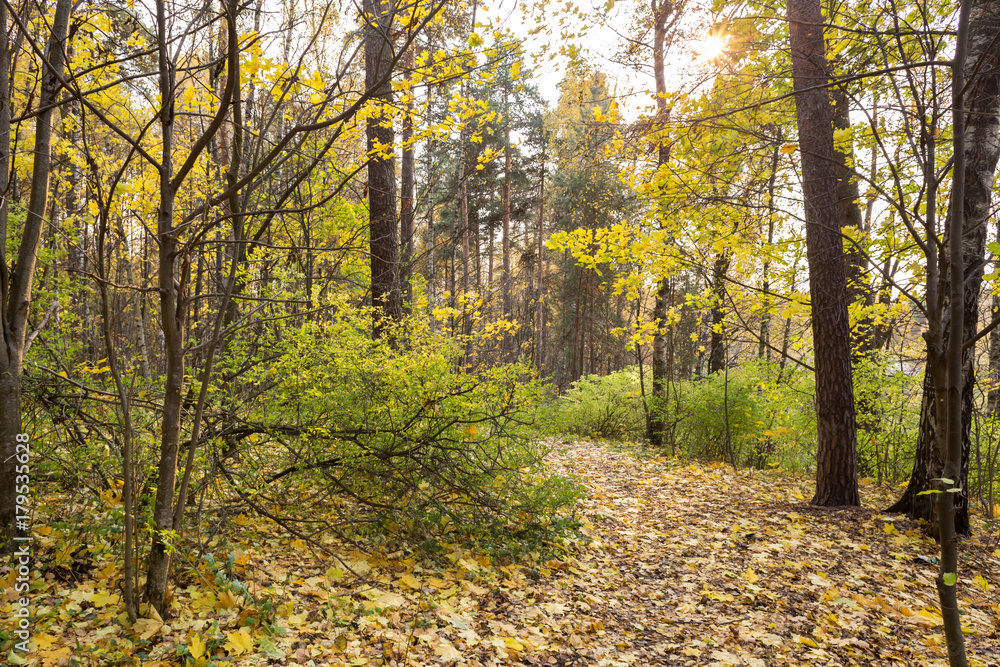 Obraz premium Golden Autumn in the Manor