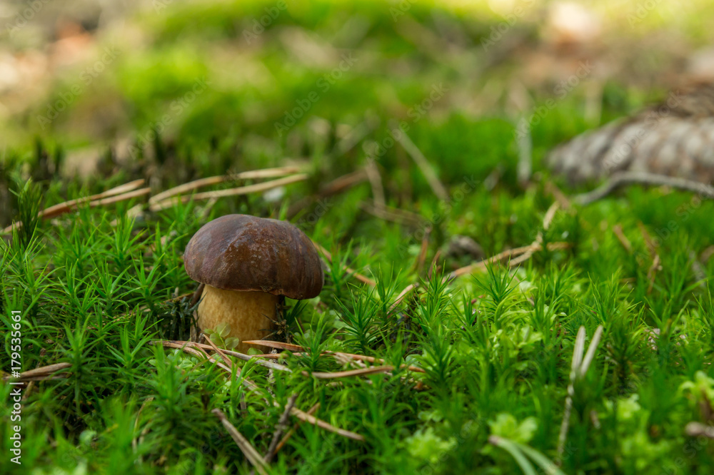 Mushroom boletus in moss Mushroom boletus in moss