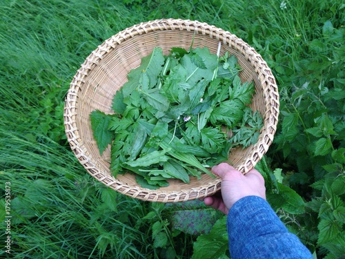 Wildkräuter in einem Korb