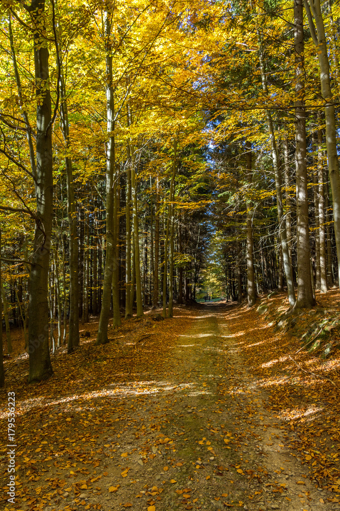 Path in the beech forest colorful