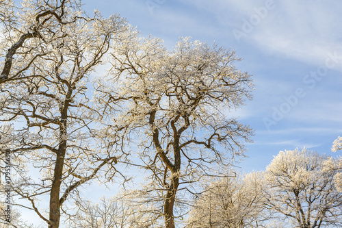 Frosty oak tree against a blue sky