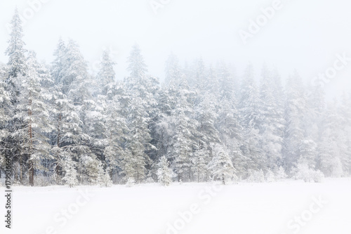 Fresh snow in the winter forest © Lars Johansson