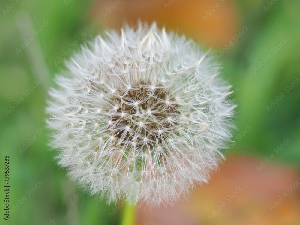 Pusteblume Löwenzahn Pusteblume Löwenzahn
