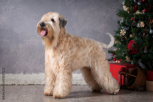 Slika na platnu Dog. Irish soft coated wheaten terrier on Christmas background