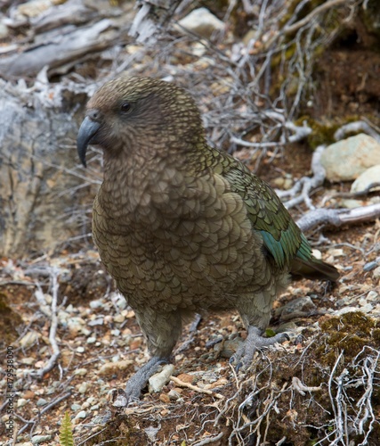 Kea New Zealand photo