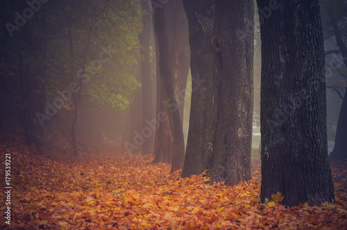 Fototapeta Naklejka Na Ścianę i Meble -  Autumn tree alley in the fog, Krakow, Poland