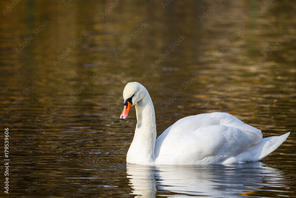 White Swan on the lake or in the pond. Blurred background White Swan on the lake or in the pond. Blurred background