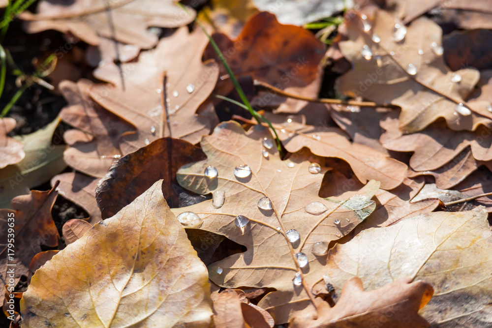 Water drops on fallen leaves of oak. Autumn day. Golden autumn. Water drops on fallen leaves of oak. Autumn day. Golden autumn.