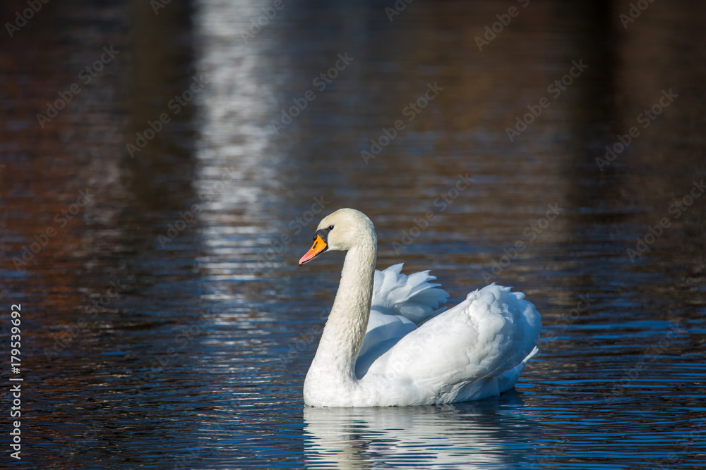 White Swan on the lake or in the pond. Blurred background. White Swan on the lake or in the pond. Blurred background.