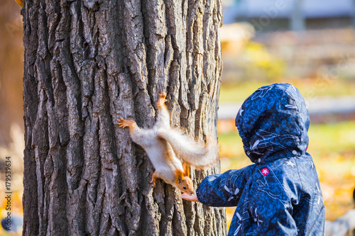 Child feeding a squirrel with her hands in a city Park. Autumn day. The trunk of an oak tree.