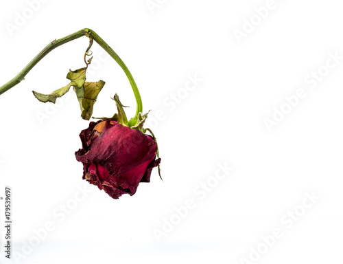 Fototapeta Naklejka Na Ścianę i Meble -  withering red roses isolated on white background