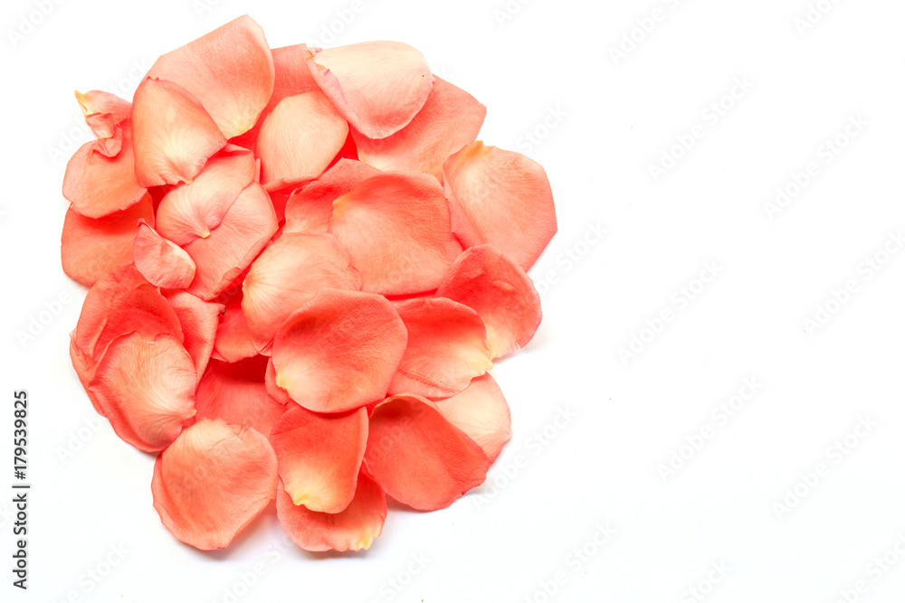 Pink Rose petals on white background.