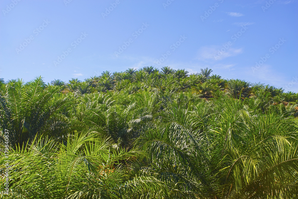 View of Palm Plantation with deep blue sky at background. View of Palm Plantation with deep blue sky at background.