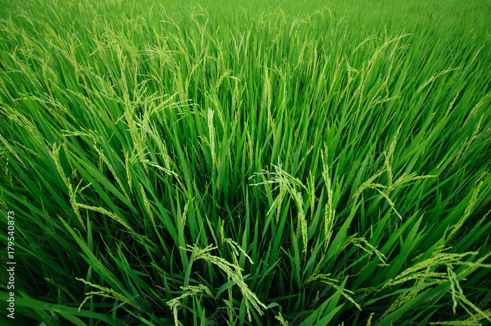 rice field rice field