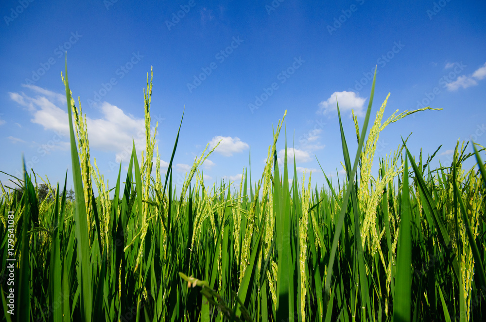 rice field on blue sky