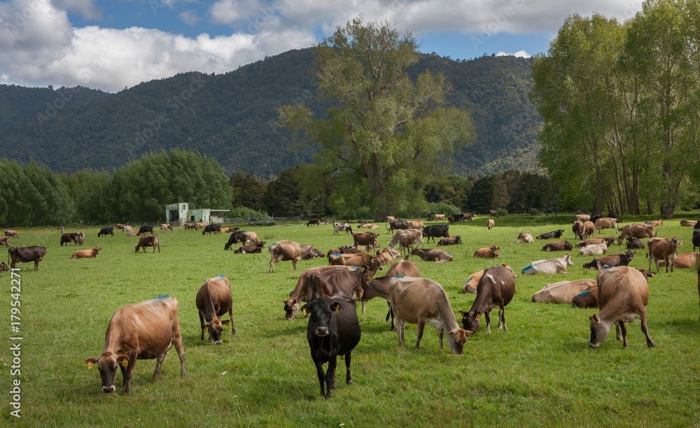 Okaihau Northland New Zealand Cows. Grazing cattle. Okaihau Northland New Zealand Cows. Grazing cattle.