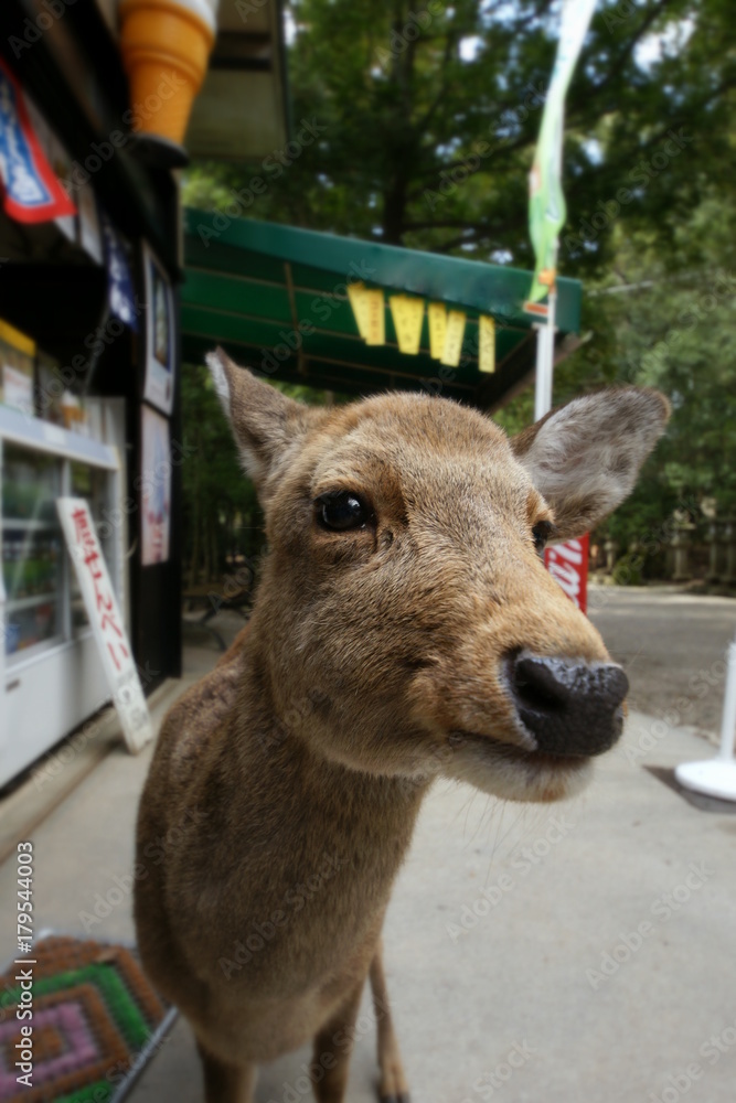 Fototapeta premium 奈良公園 鹿