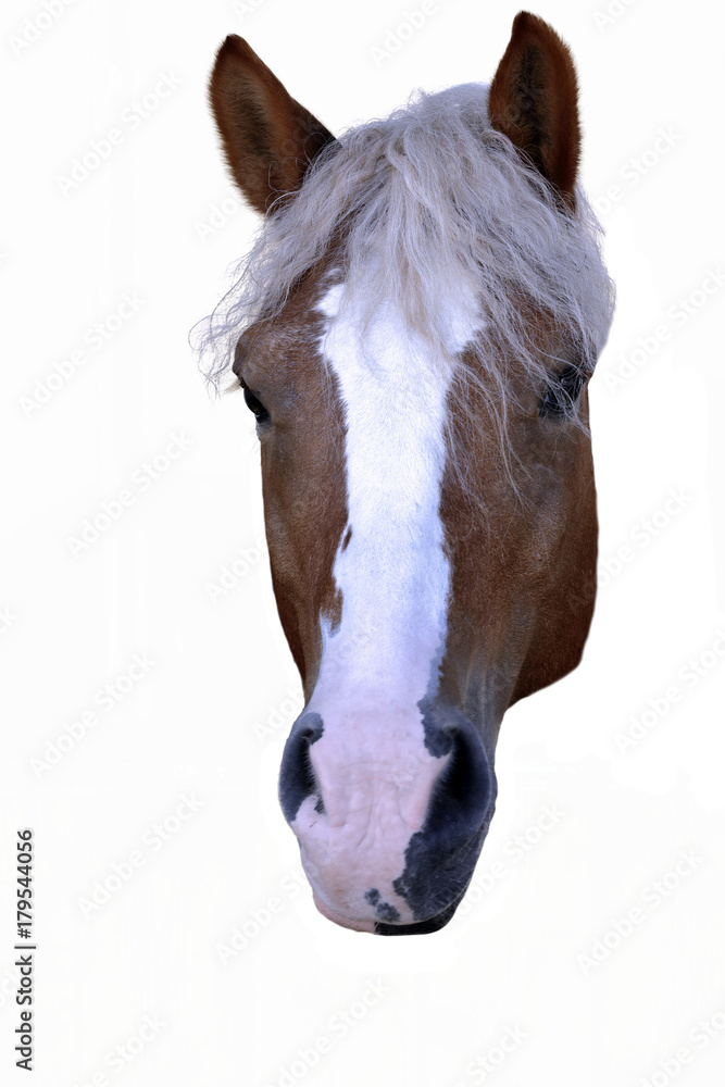 Obraz premium Isolated horse head