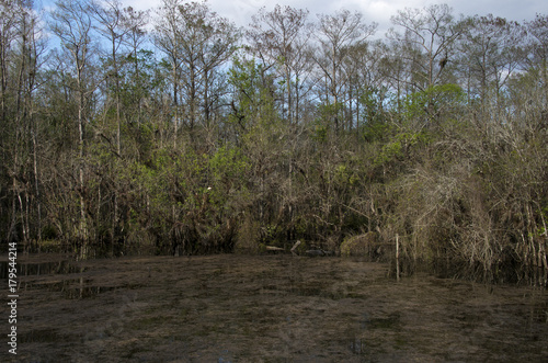 Cyprès chauve, Taxodium distichum, Corkscrew Swamp sanctuary, SanctCorkscrew Swampuaire d'Audubon, Floride, Etats Unis photo
