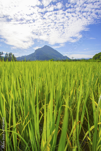 Morning sunlight in a green paddy field . photo