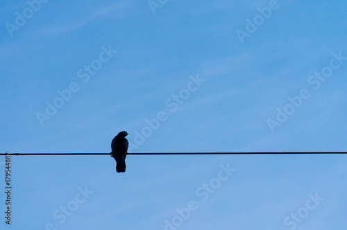 Single bird sitting on black electrical wire with clear blue sky in background. © HADAPI