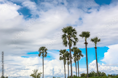 sugar palm tree sky clouds nature background