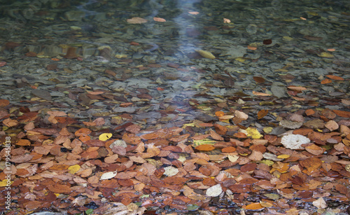 Fallen leaves on water in autumn time in Sinop, Turkey